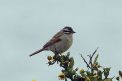 Emberiza capensis
