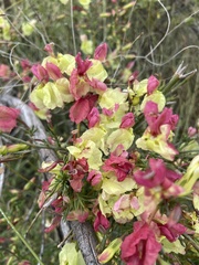 Lechenaultia linarioides