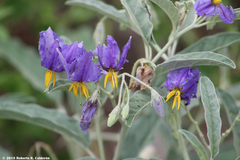 Solanum elaeagnifolium