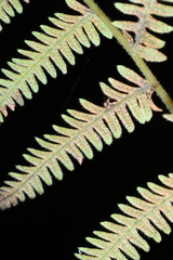 Amauropelta noveboracensis
