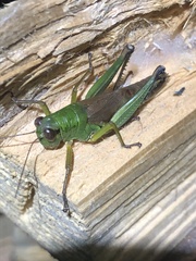 Parapodisma setouchiensis