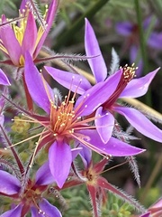 Calytrix strigosa