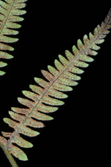 Amauropelta noveboracensis