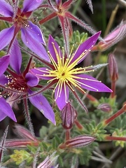 Calytrix strigosa
