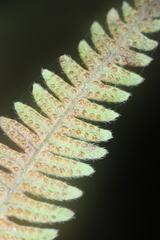 Amauropelta noveboracensis