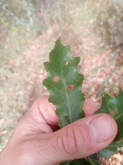 Quercus faginea
