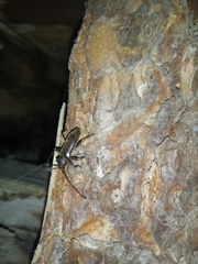 Trichoferus campestris