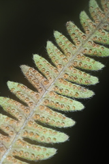 Amauropelta noveboracensis