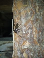 Trichoferus campestris