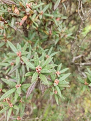 Rhododendron pubescens