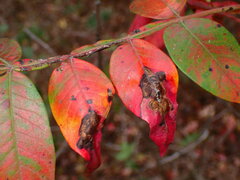 Cristulariella