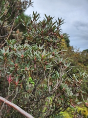 Rhododendron pubescens