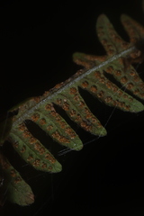 Amauropelta noveboracensis