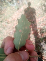 Quercus faginea