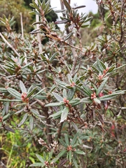 Rhododendron pubescens