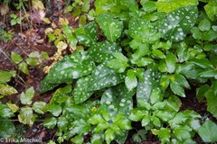 Pulmonaria saccharata