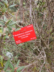 Rhododendron pubescens