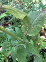 Fraxinus americana