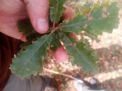 Quercus faginea