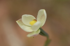 Thelymitra flexuosa