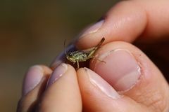 Chorthippus apricarius