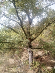 Quercus faginea