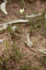 Thelymitra flexuosa