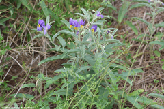 Solanum elaeagnifolium