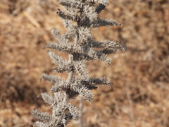 Echium glomeratum