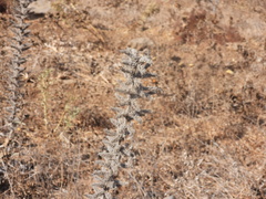 Echium glomeratum