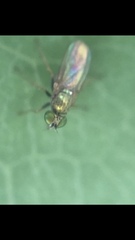 Chrysotus