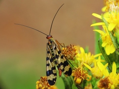 Panorpa meridionalis