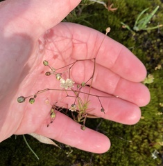 Spergula