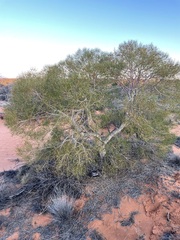Gyrostemon ramulosus
