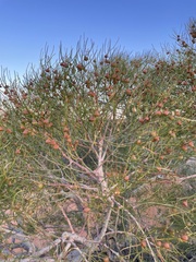Gyrostemon ramulosus