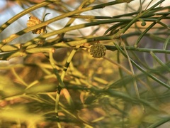 Gyrostemon ramulosus