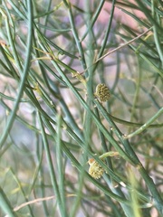 Gyrostemon ramulosus