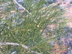 Gyrostemon ramulosus