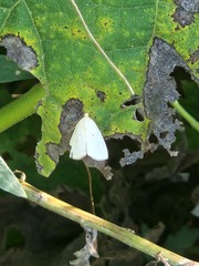 Marimatha nigrofimbria