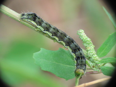 Helicoverpa armigera