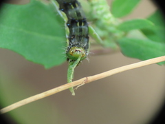 Helicoverpa armigera