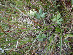 Ranunculus propinquus subborealis
