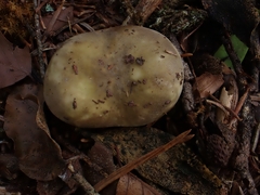 Russula integra