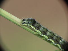 Helicoverpa armigera