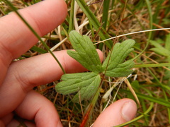 Ranunculus propinquus subborealis