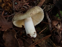Russula integra