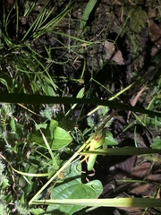 Euconocephalus varius