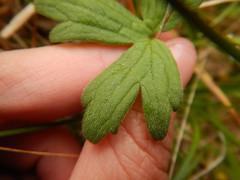 Ranunculus propinquus subborealis
