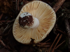 Russula integra
