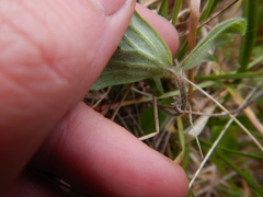 Ranunculus propinquus subborealis